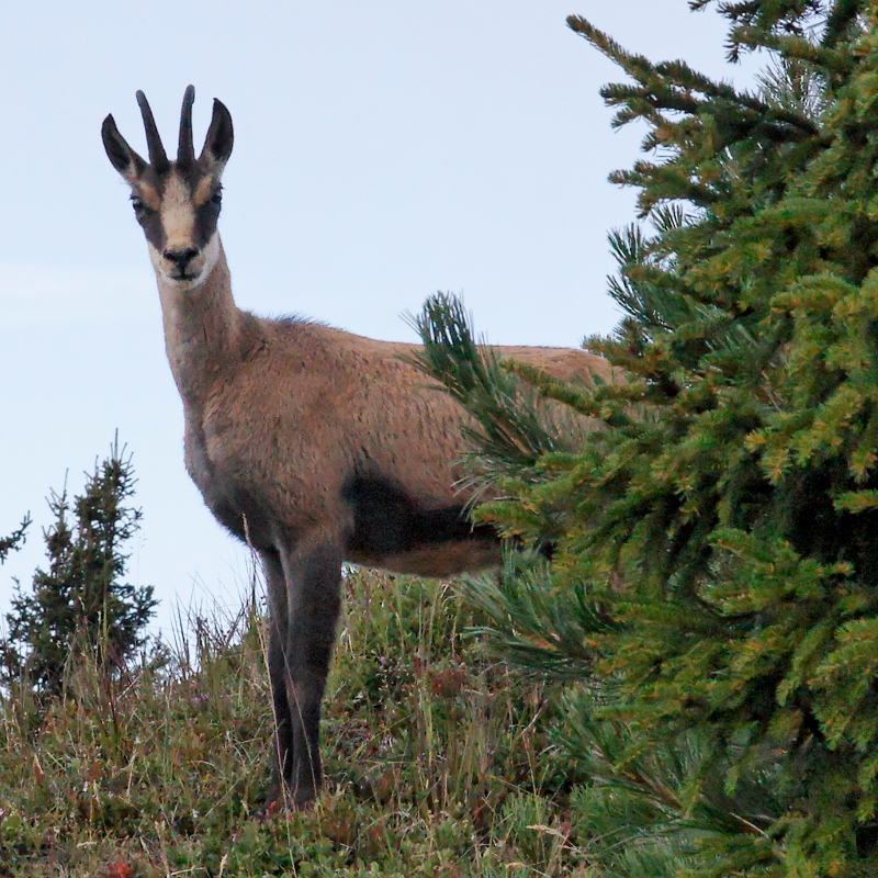 Deer, Aletsch Switzerland.jpg